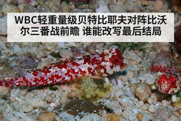 WBC轻重量级贝特比耶夫对阵比沃尔三番战前瞻 谁能改写最后结局